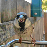 Outdoor Bird Feeder Camera Solar-Powered AI Bird ID