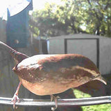 Outdoor Bird Feeder Camera Solar-Powered AI Bird ID