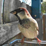 Outdoor Bird Feeder Camera Solar-Powered AI Bird ID